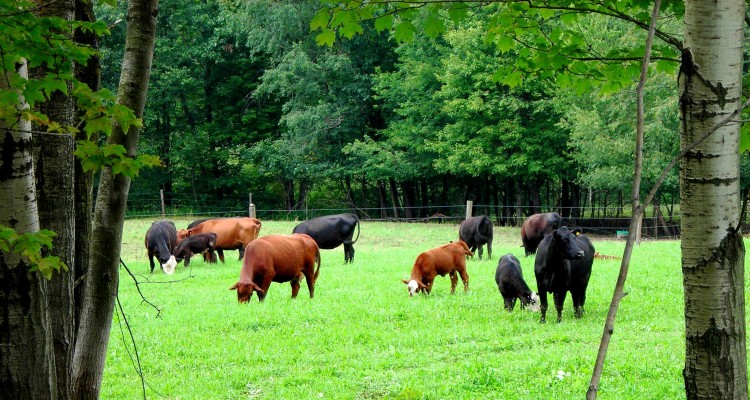 Pasture Perfect Cattle
