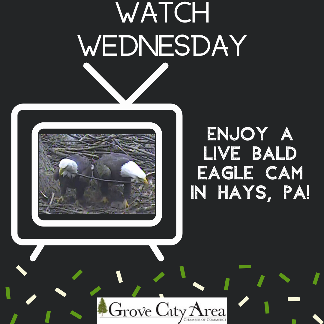 Watch Wednesday Live Bald Eagle Cam