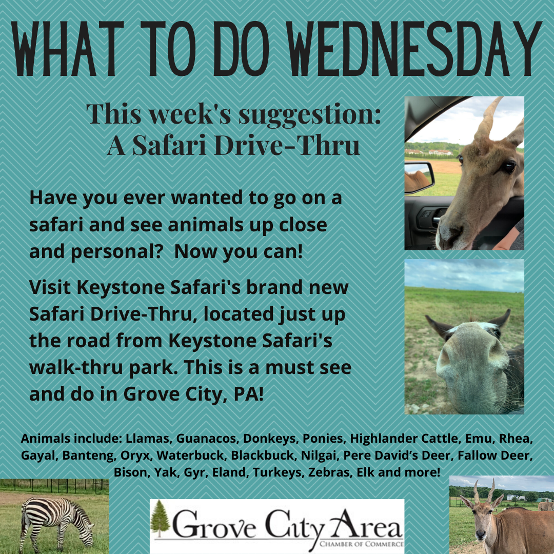 What To Do Wednesday: A Safari Drive-Thru