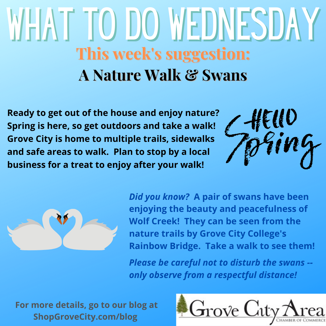 What To Do Wednesday: A Nature Walk & Swans